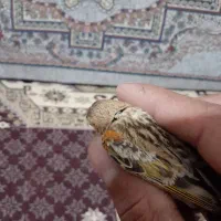 جوجه گلبسر.سهره.جوجه سهره.گلبسرنر.گلبسر ماده پرنده|پرنده|فیروزکوه, |دیوار