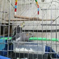 عروس هلندی نژاد آلپینو قیمت مناسب