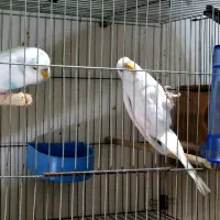 فروش یک جفت مرغ عشق مولد