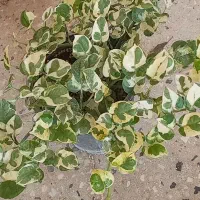 گل اپارتمانی|گل و گیاه طبیعی|آبدانان, |دیوار