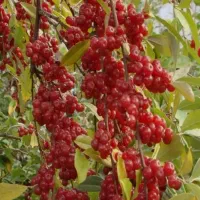 نهال انگور ژاپنی
