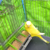 مرغ عشق انگلیسی|پرنده|هشتگرد, فاز ۱ مهستان|دیوار