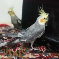 عروس هلندی نر