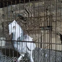 کفتر|پرنده|قم, ولیعصر|دیوار