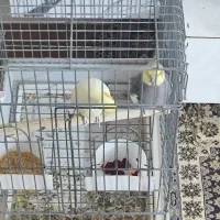 دوجفت عروس هلندی