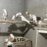 طوقی و پاپر|پرنده|بهار, |دیوار