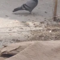 ماده سبز|حیوانات|قم, مصلاء|دیوار