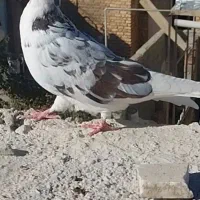 11کبوتر پرشی درجه یک