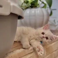 گربه نژاد پرشین