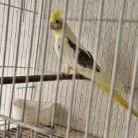 طوطی عروس دوکت و قفس|پرنده|بابل, |دیوار