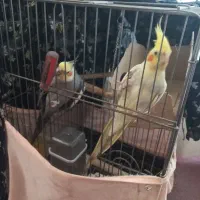 عروس هلندی جفت نر ماده