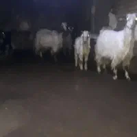 تعدادی بز وبزغاله