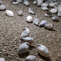 بلدرچین مینیاتوری مولد|پرنده|مشگین شهر, |دیوار