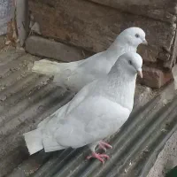 کبوتر پروازی زیره قیمت