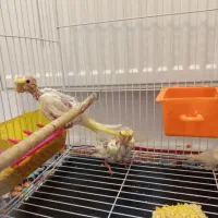 یک جفت عروس هلندی با جوجه|پرنده|مشهد, هفت تیر (نه دره)|دیوار