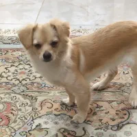 واگذاری|سگ|کازرون, |دیوار