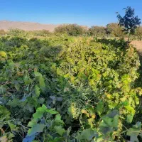 باغ نصفه ای