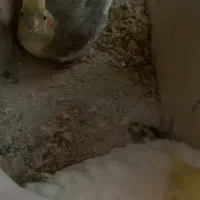 جفت عروس مولد ب شرط روی تخم