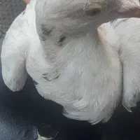 معاوضه مرغ با کبوتر مریض و کت|حیوانات مزرعه|چناران, |دیوار