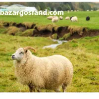 گوسفند