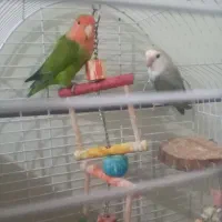 جفت طوطی برزیلی