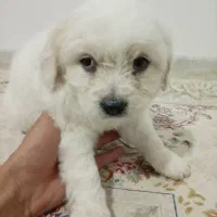 واگذاری سگ|سگ|مبارکه, |دیوار