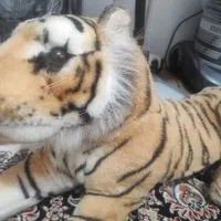 عروسک ببری باتری خورقابل معاوضه