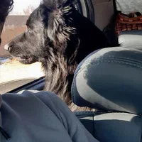 ژرمن بلک شولاین نر بالغ|سگ|شاهرود, |دیوار