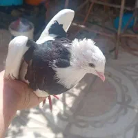 کبوتر توقی