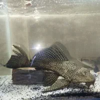 لجنخوار اسپرت بزرگ‌و کوچک