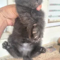 گربه|گربه|نیشابور, هفده شهریور|دیوار