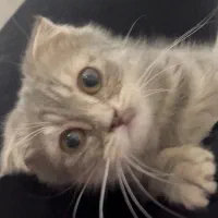 بچه گربه اسکاتیش فولد بلو گلد|گربه|قم, شهرک قدس|دیوار