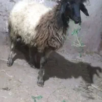 یک عدد گوسفند نر سالم برای قربانی و نگهداری