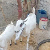 بز  ماده  آبستن|حیوانات مزرعه|هیدوچ, |دیوار