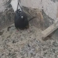 دم سفیدماده|پرنده|فردوس (خراسان), |دیوار