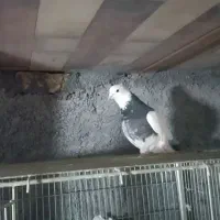 طوقی نر دورنگ