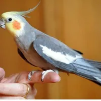 طوطی عروس هلندی گم شده