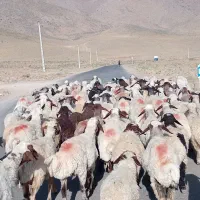 190 راس میش داشتی بدون بره جون یه گله