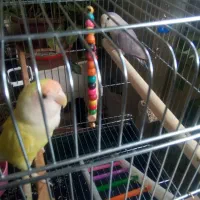 جوجهگرینچکسرلاکیوکوتوله،وکوتولهمولد|پرنده|بروجن, |دیوار