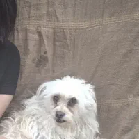 گم شدن سگ|حیوانات|بم, |دیوار