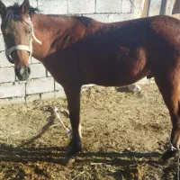 اسب نر|اسب و تجهیزات اسبسواری|اصلاندوز, |دیوار