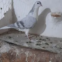 ساده لایی یا امری