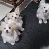 واگذاری سگ نژاد شیتزو