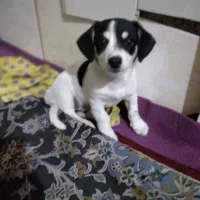 توله شیتزو بانمک