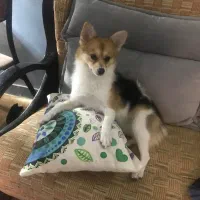 واگذاری پامر