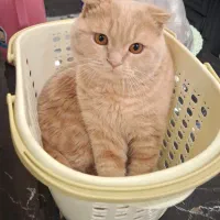 فروش گربه|گربه|تربت‌حیدریه, ۴۵ متری|دیوار