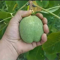 درخت گردو رقم ژنوتیپ ،نهال خزانه نهالستان درمشهد