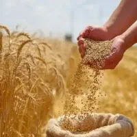 فروش گندم