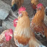 فروش تعدادی خروس محلی/گلین اصل/چهل تاج/ریش