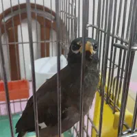 مرغ مینا جوان|پرنده|شیراز, تحویلی|دیوار